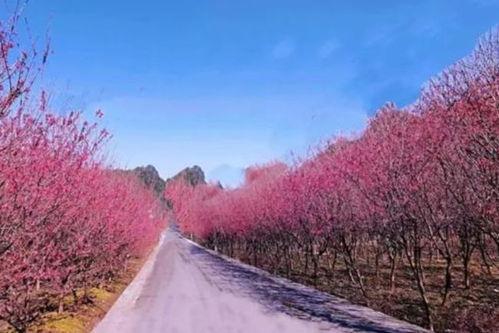 网红樱花村,诗意田园中的浪漫打卡地